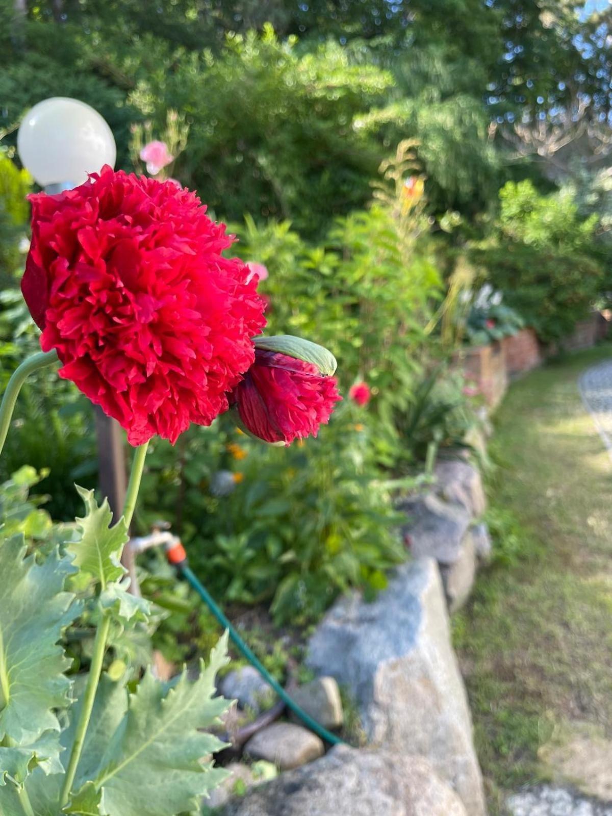 Villa Mielno-Eko ميلنو المظهر الخارجي الصورة